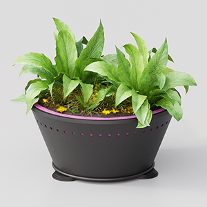 Flower Box Alba